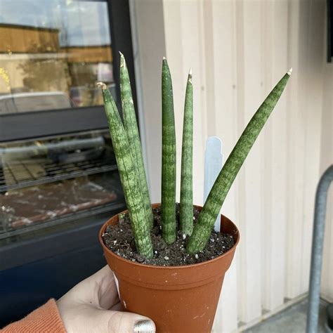 sanseveria geraardsbergen|SANSEVERIA, Geraardsbergen